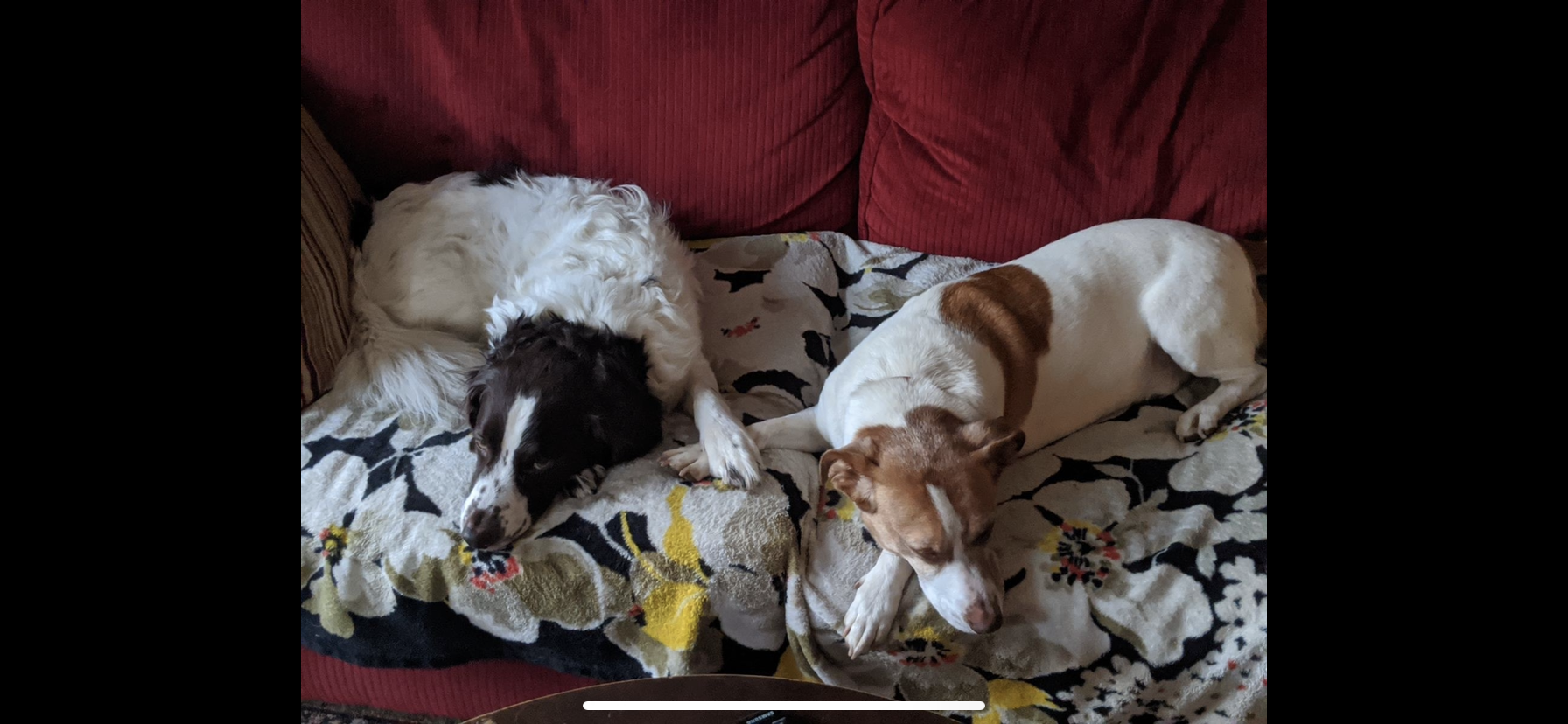hadley's dogs